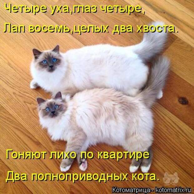 Котоматрицы (картинки с надписями)