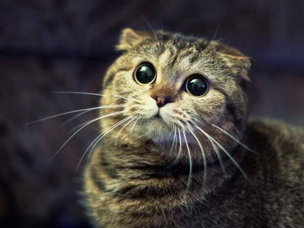 Котофотопозитив животные, коты, прикол