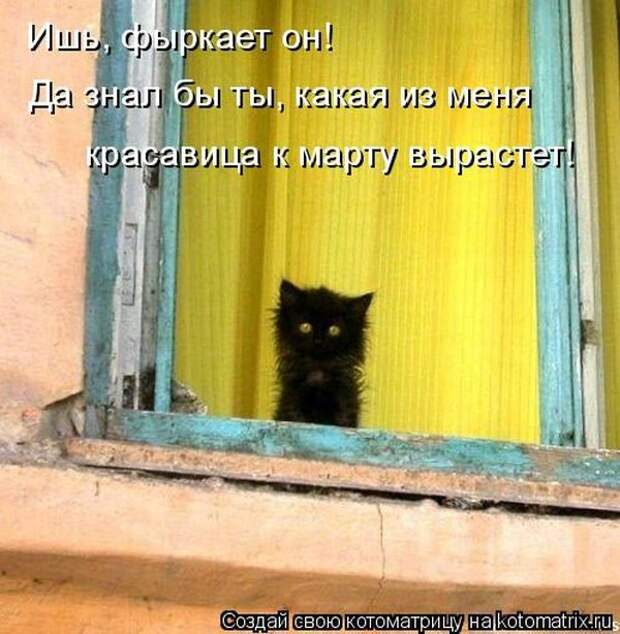 Лучшие котоматрицы недели
