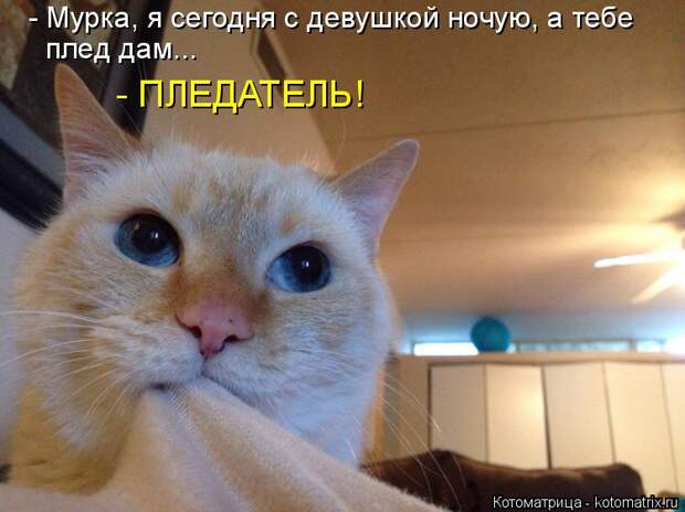 Котоматрица: - Мурка, я сегодня с девушкой ночую, а тебе плед дам... - ПЛЕДАТЕЛЬ!
