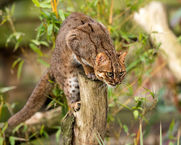 unusual-wild-cats-28__880