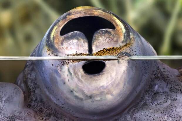 глаз рыбы четырехглазки