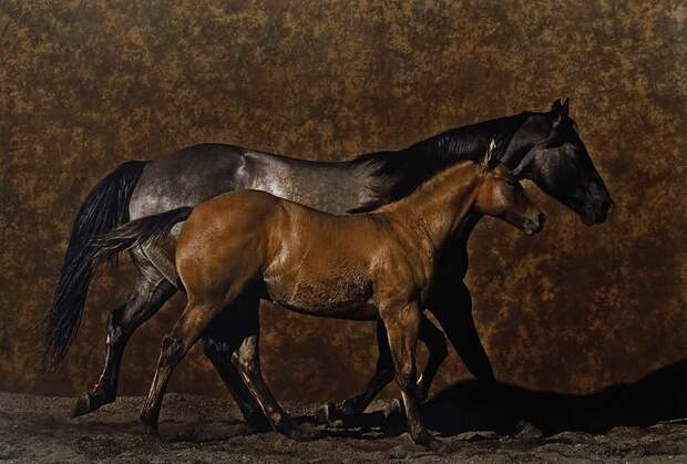 Красивые фотографии лошадей