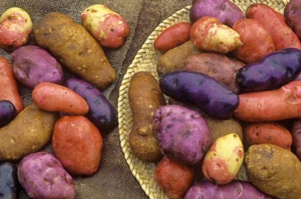 Что нужно знать о картошке каждому