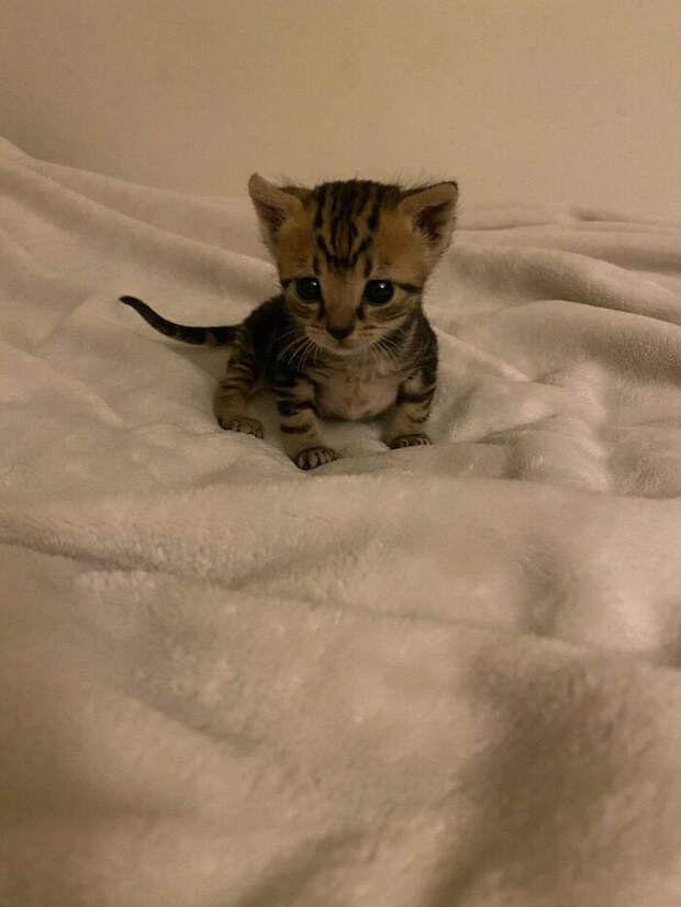 Милые малыши-котята растопят ваше сердце