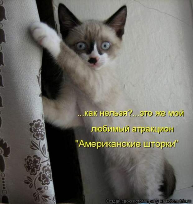 Лучшие котоматрицы недели