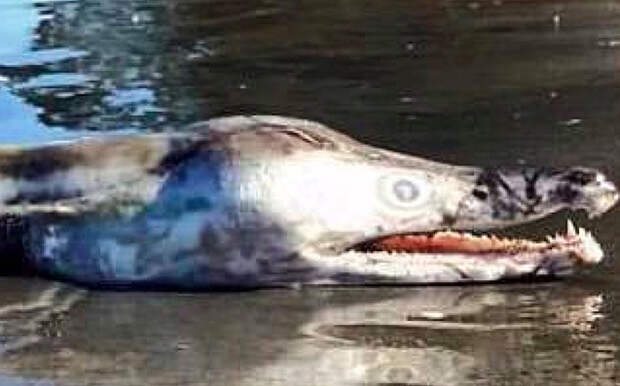 Фото рыбы-монстра взбудоражило соцсети по всему миру 
