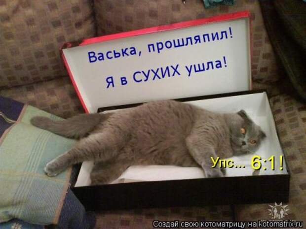 Свежая котоматрица (37 фото)