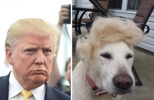 15 вещей, похожих на Дональда Трампа