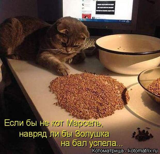 Лучшие котоматрицы недели