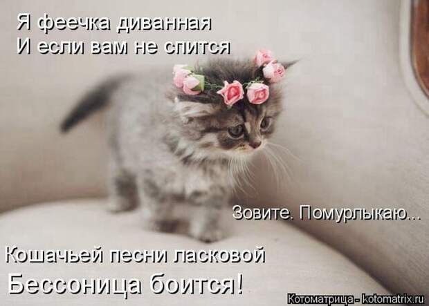 Лучшие котоматрицы недели