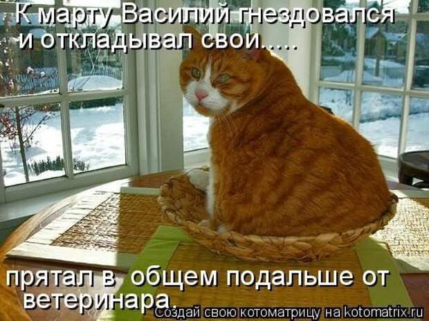 Новая котоматрица для хорошего настроения (37 фото)