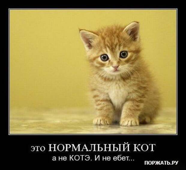 Демотиваторы про котэ (30 фотэ)
