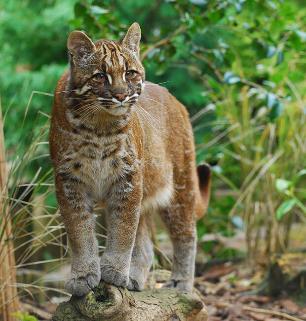unusual-wild-cats-30__880