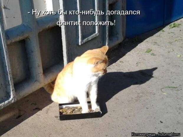 Позитивные зверушки. Весёленькие фото Позитивные зверушки. Весёленькие фото