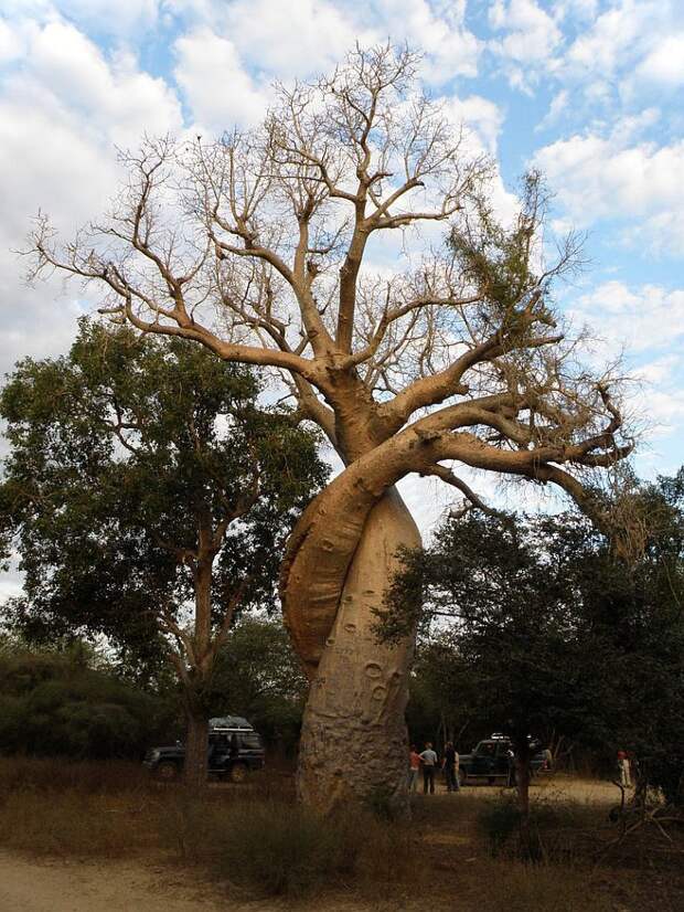 Самое необычное дерево в мире в фотографиях