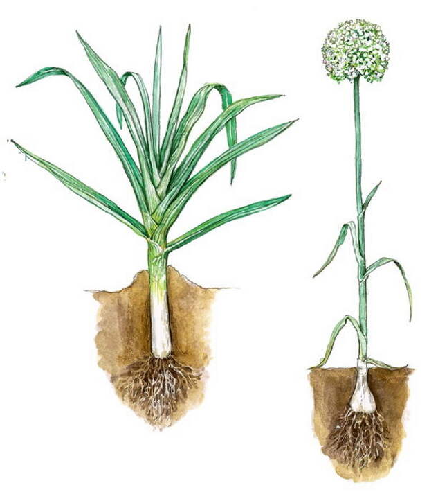 Лук-порей - двулетнее растение. В первый год у него развивается только ножка и листья. На второй год он цветет, образуя стрелку высотой до 1,5 м.
