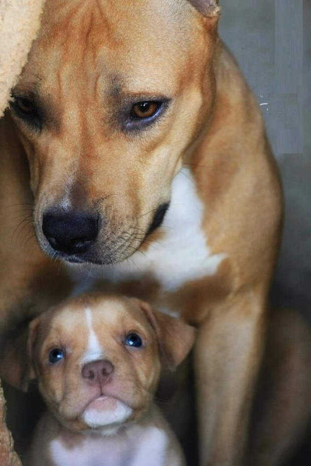 собаки с щенками 