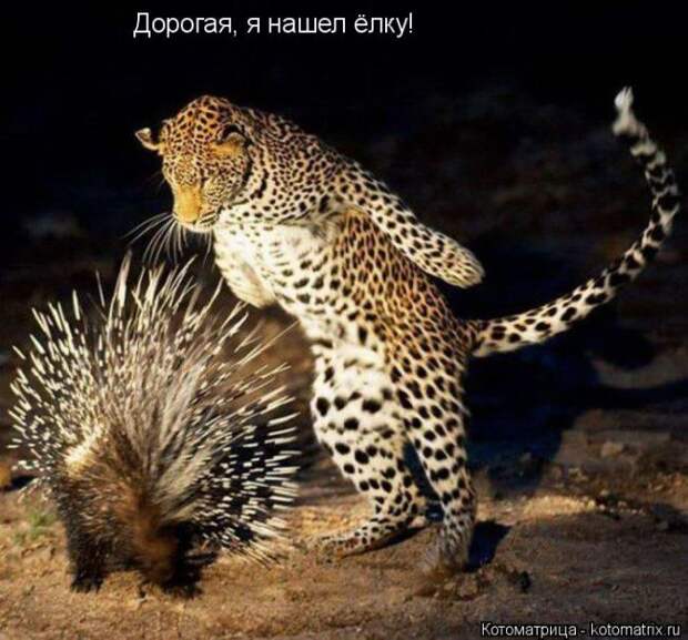 Лучшие котоматрицы недели (50 фото)