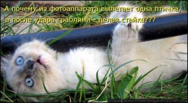 Котоматрица, прикольные коты с надписями.