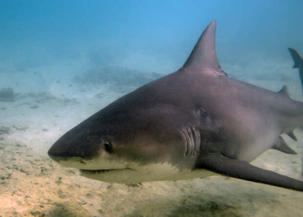 Друзья спасли мальчика после нападения акулы