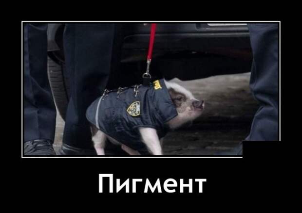 Демотиваторы 13 августа 2021 года