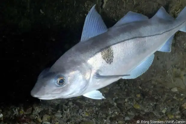 Что ловят в Белом море