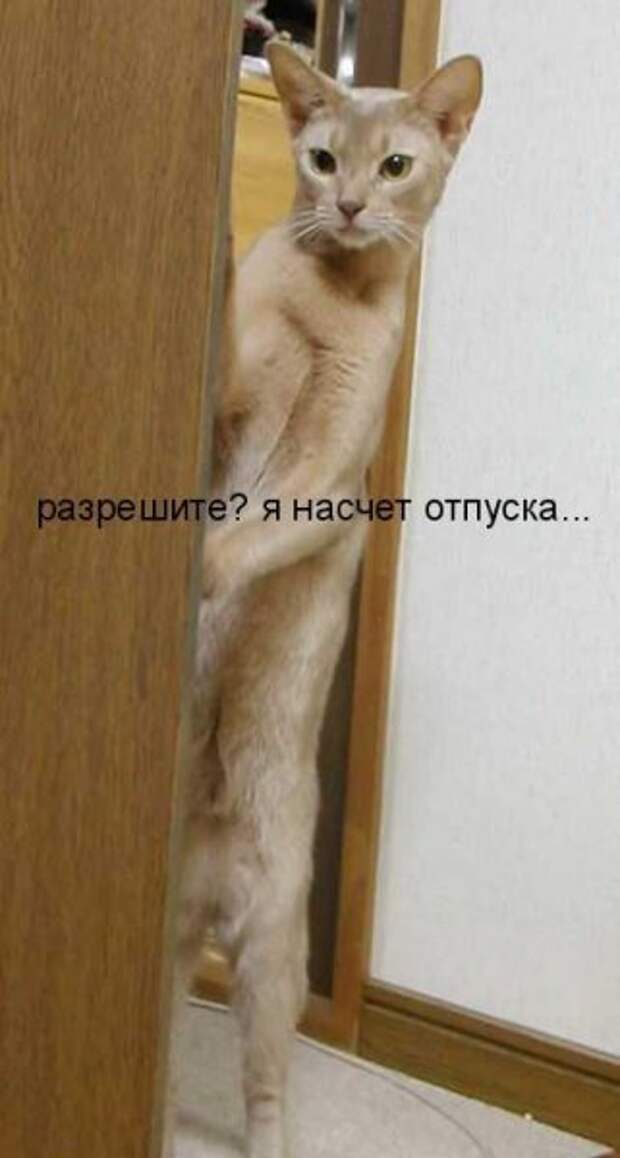 Кото матрица 7