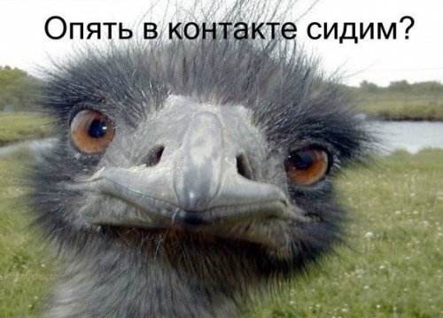 Прикольные фотомемы (36 шт)