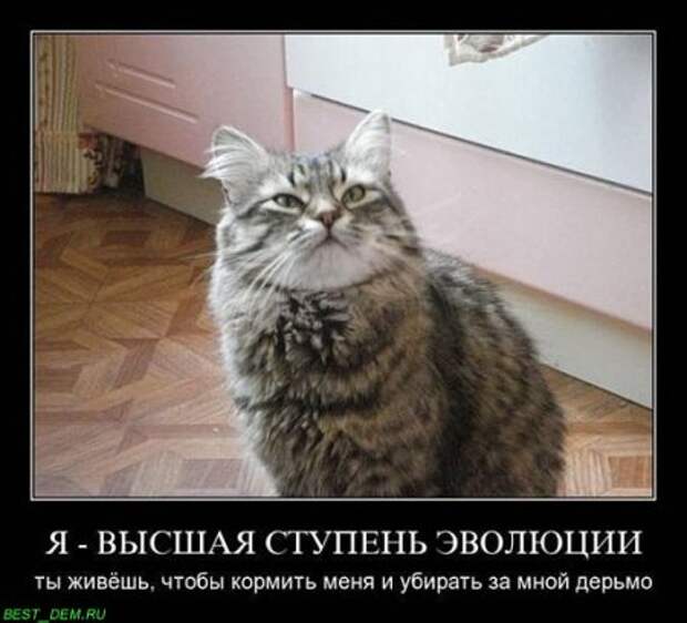 Демотиваторы, смешно, прикльные подписи и фотки.