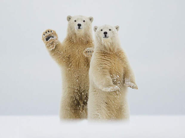 До следующего месяца. Медведи на Аляске. (Фото Laura Keene): national geographic, фотографии
