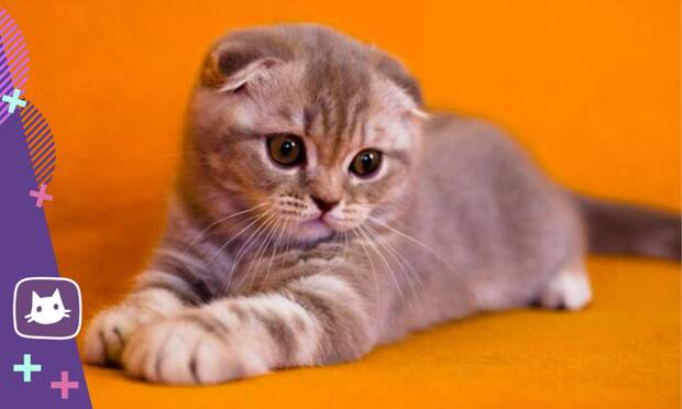 Невозможно оторвать взгляд: шотландские вислоухие котята