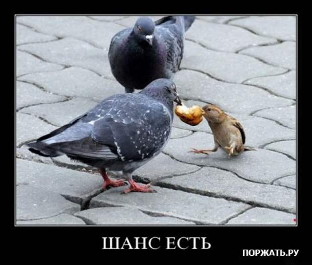 демотиваторы приколы