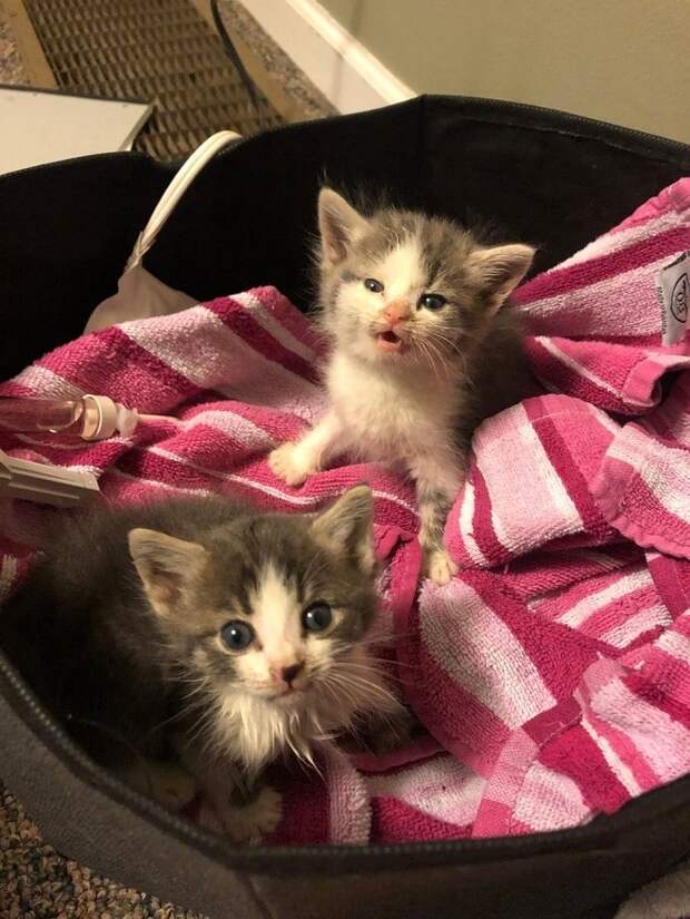 Котята на полотенце Котята на кровати
