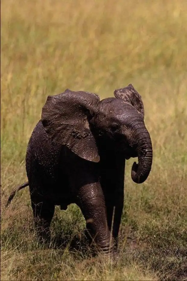 Черная слоновая. Черный слон. Черный Слоник. Слон фото. Слоны фото.