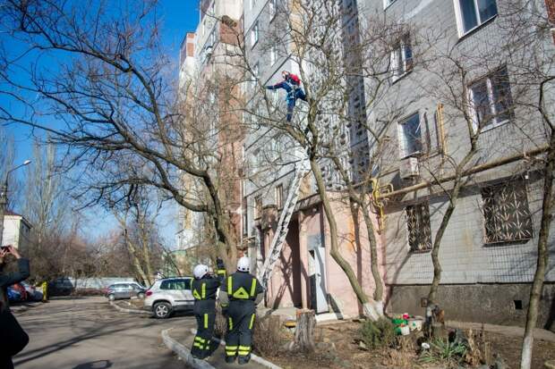 В Донецке спасли кота, застрявшего на дереве