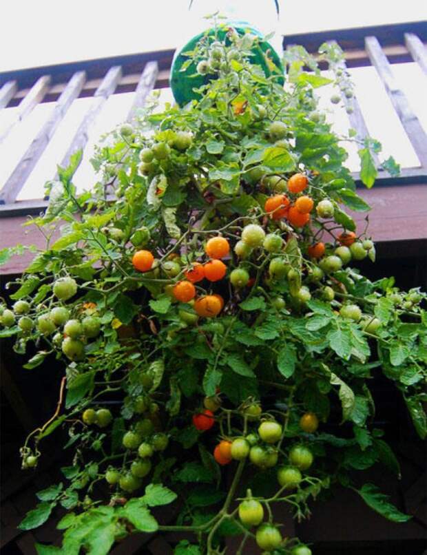 подвесной горшок для томатов 4: Органическое земледелие, пермакультура