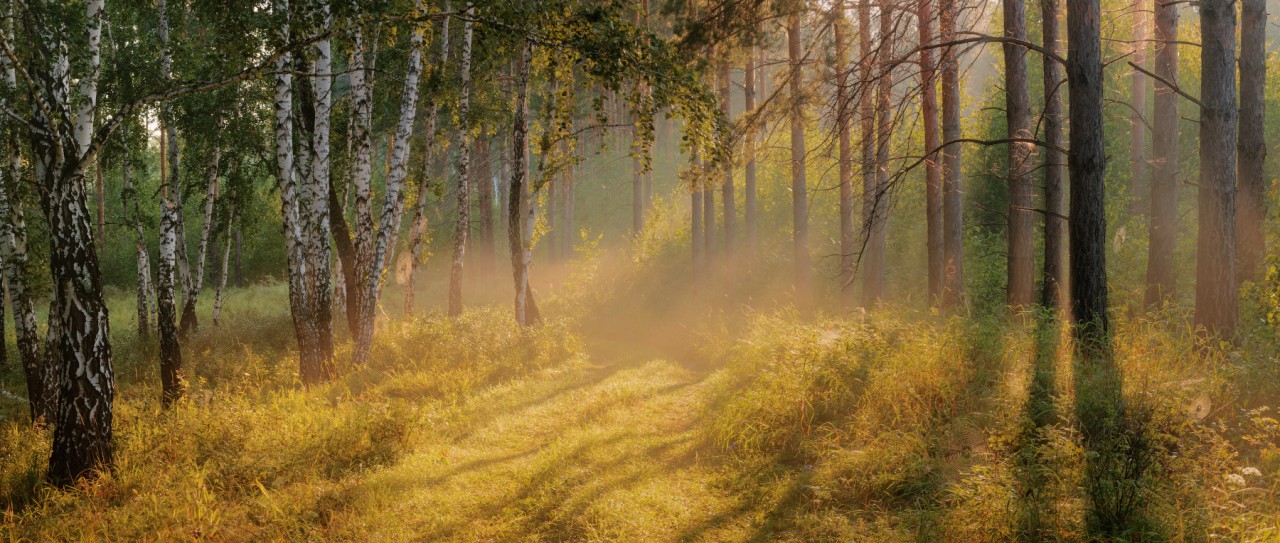 Березки, Дымка, Лес, Лучи, marateaman