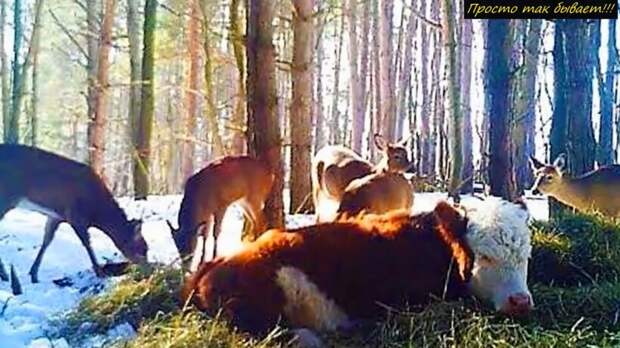 Сбежавшую корову нашли через год в глухом лесу с необычными друзьями