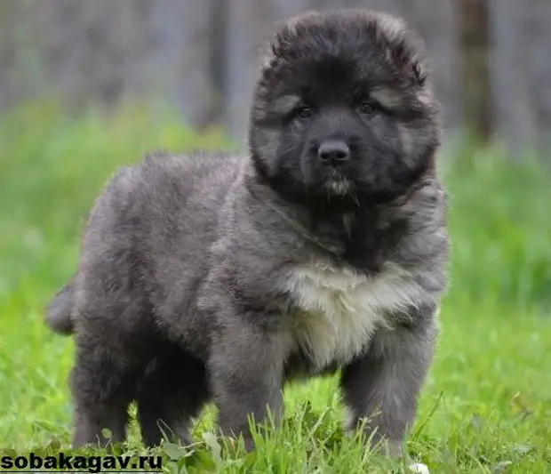 Кавказская овчарка собака. Описание, особенности, уход и цена кавказской овчарки