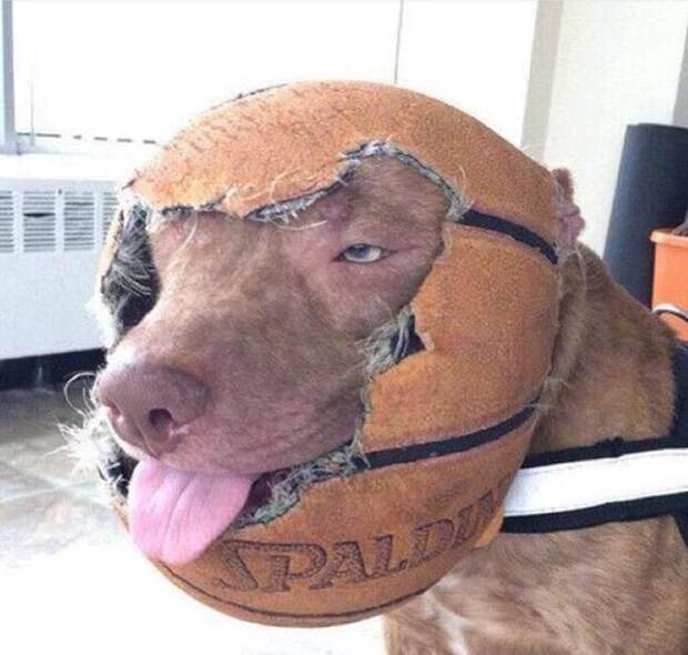 Прикольные картинки. Вечерний выпуск (53 фото)