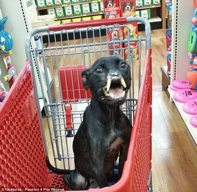Khalessi dog, собака без половины морды, питбуль без носа