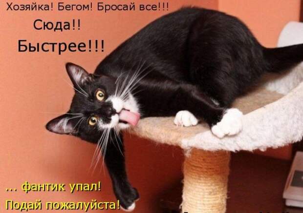 животные
