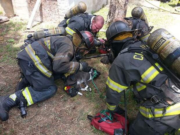 Пожарные привели в сознание кота с помощью особой кислородной маски животные, коты, маска, пожарные