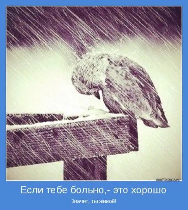 Величайшее проявление силы. Птица под дождем. Грусть под дождем. Воробей под дождем. Очень грустные картинки.