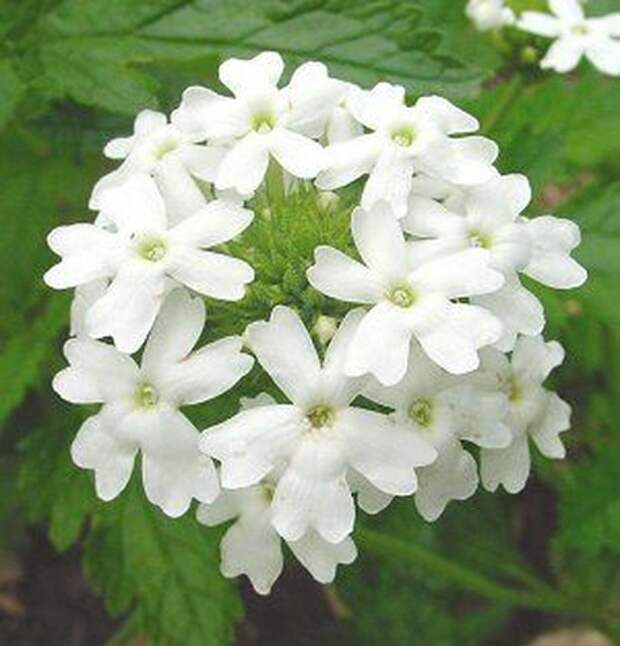 http://www.flowers-in-home.info/wp-content/gallery/perennial-flowers/whiteverbena.jpg