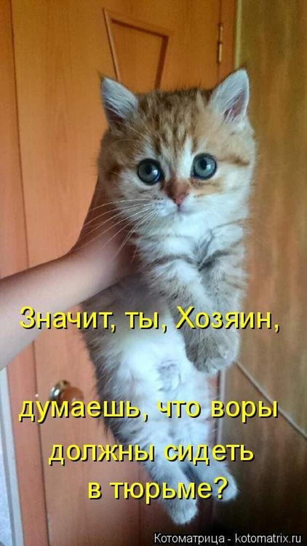 Новая котоматрица (29 фото)