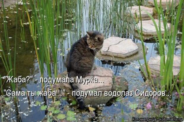Новая котоматрица для всех (23 фото)