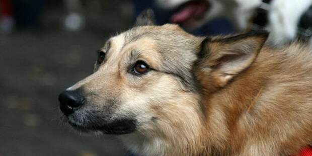 Собянин: Волонтеры вновь смогут посещать 13 приютов для бездомных животных. Фото: mos.ru