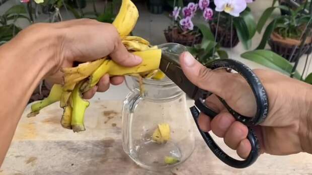 Секрет пышно цветущих орхидей — в шкурке банана. Ловкий трюк для здоровья орхидеи